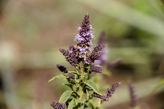 fialová rostlina.jpg